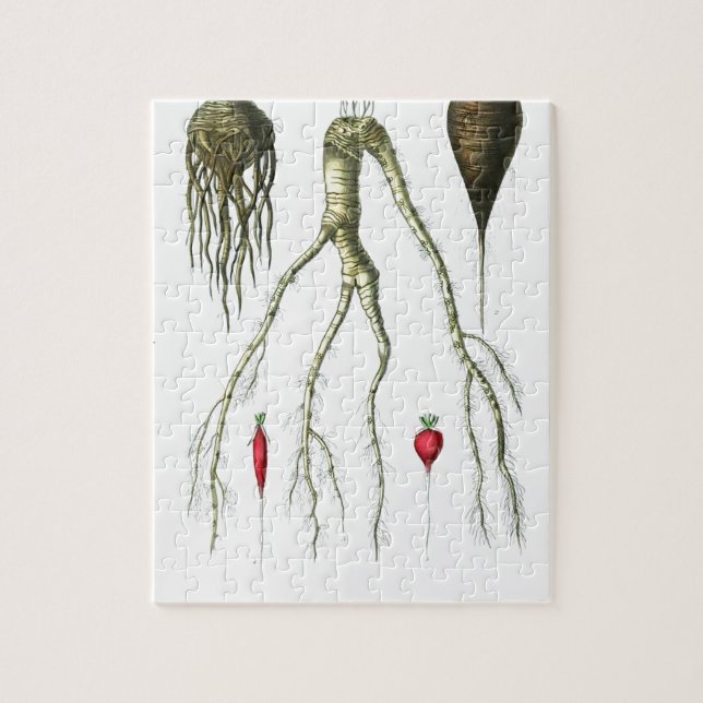 Puzzle Impresión botánica de las verduras de raíz del (Vertical)