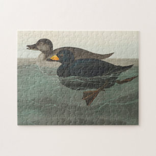Puzzle Impresión de Negrón Americano de Audubon: Pato Cos