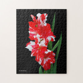 Puzzle Impresionante gladiolo rojo y blanco