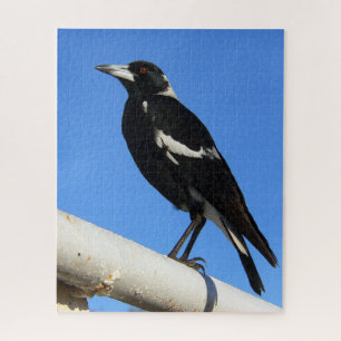 Puzzle Impresionante observación de aves del magpie austr