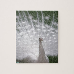 Puzzle Impresionante penacho de pavo real blanco (Peafowl
