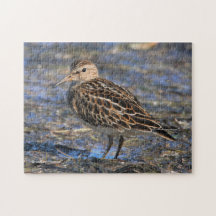 Impresionante Sandpiper Shorebird en la playa