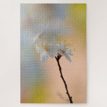 Impresionantes flores de albaricoque japonesas