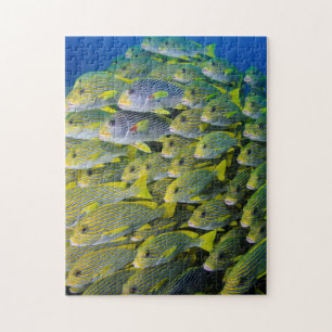 Puzzle Indonesia. Peces en cardumen
