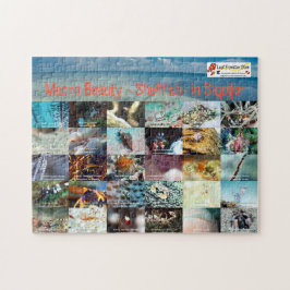 Puzzle Inglés : Macro Beauty - Shellfish - en Siquijor