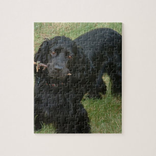 Puzzle inglés negro cocker spaniel por completo 2