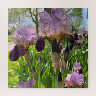 Puzzle Iris con barba