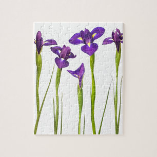 Puzzle Iris púrpuras aislados en un fondo blanco