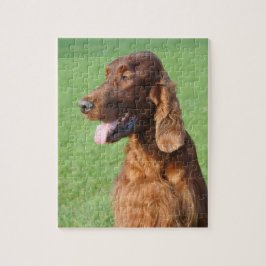 Puzzle Irlandés Setter