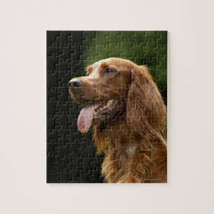 Puzzle Irlandés Setter 2