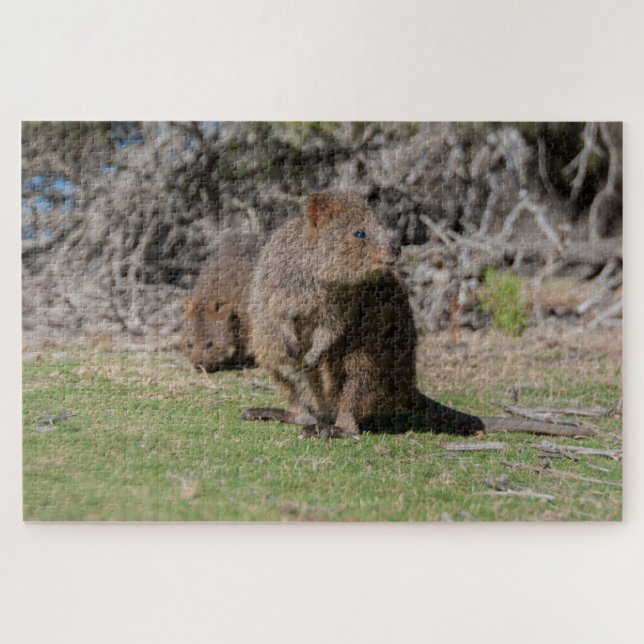 Puzzle Isla Rottnest de Quokkas Feliz y Cute, 1014 piezas (Horizontal)