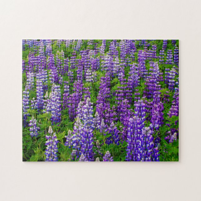 Puzzle Islandia. Vik i Myrdal. Campo de Lupines (Horizontal)