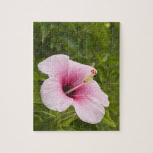 Puzzle Islas Cook, Atiu. Flor de hibisco.