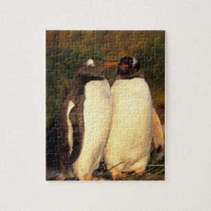 Puzzle Islas Malvinas. Pingüinos de Gentoo. (Pyroscelis