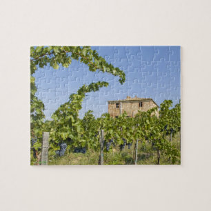 Puzzle Italia, Toscana, Montepulciano. Uvas listas
