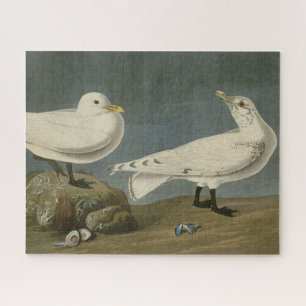 Puzzle Ivory Gull - Los pájaros de Estados Unidos de John