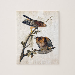 Puzzle J.J. Audubon (halcón llevado a hombros rojo)