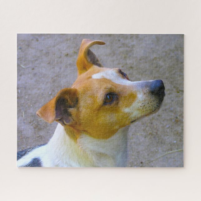 Puzzle Jack Russell Dog. (Horizontal)