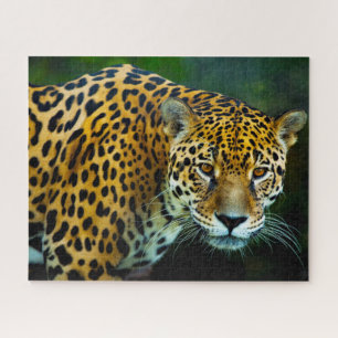 Puzzle Jaguar Grandes Gatos.