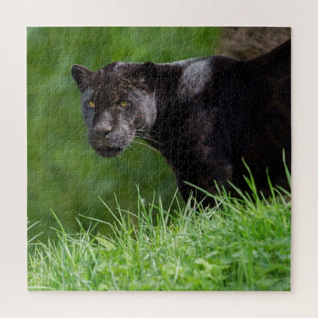 Puzzle Jaguar Negro Que Posee la Luz (Vertical)