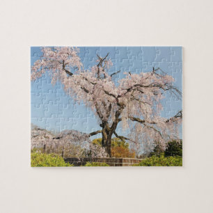 Puzzle Japón, Kyoto. Cerezo llorón bajo cielo azul