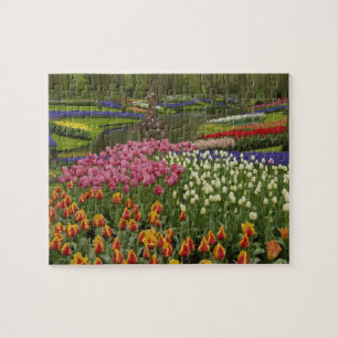 Puzzle Jardín de tulipanes e jacintos, Keukenhof Gardens,