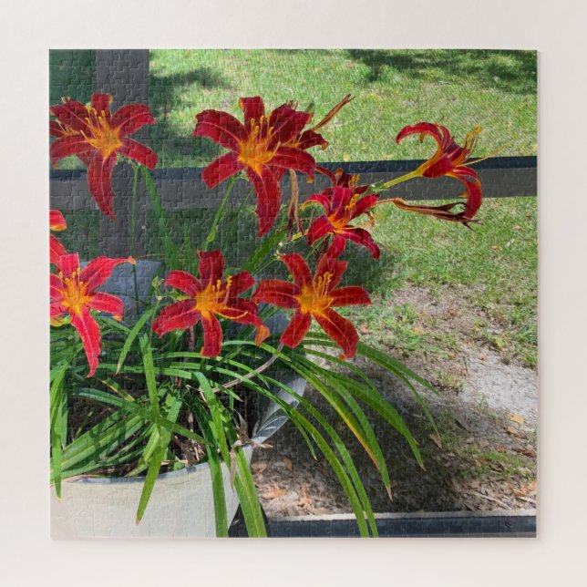 Puzzle Jardines Daylilies Flores Foto Naturaleza de veran (Vertical)