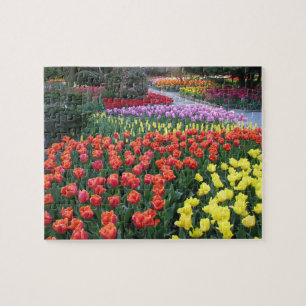 Puzzle Jardines del tulipán