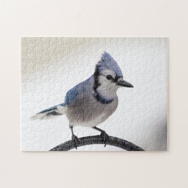Puzzle Jay azul en invierno (Horizontal)