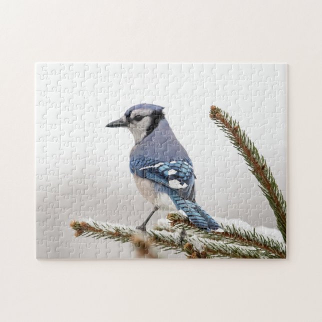 Puzzle Jay azul en invierno (Horizontal)