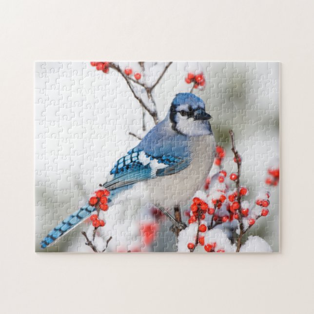 Puzzle Jay azul en Winterberry común (Horizontal)