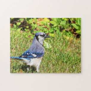 Puzzle Jay Blue del Norte