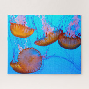 Puzzle Jelly Fish
