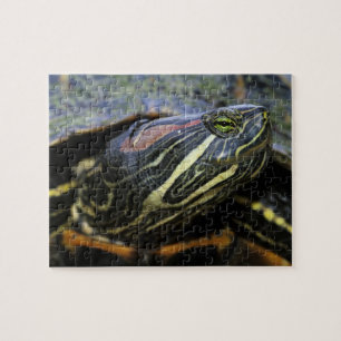 Puzzle Jicotea de oreja roja, Trachemys scripta elegans, 