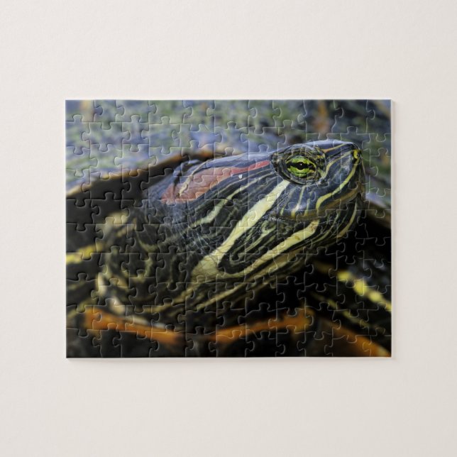 Puzzle Jicotea de oreja roja, Trachemys scripta elegans,  (Horizontal)