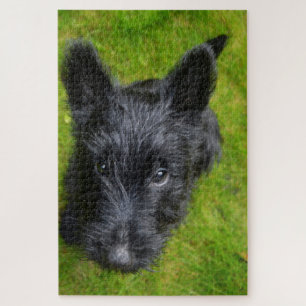 Puzzle Jigsaws de Scottish Terrier.