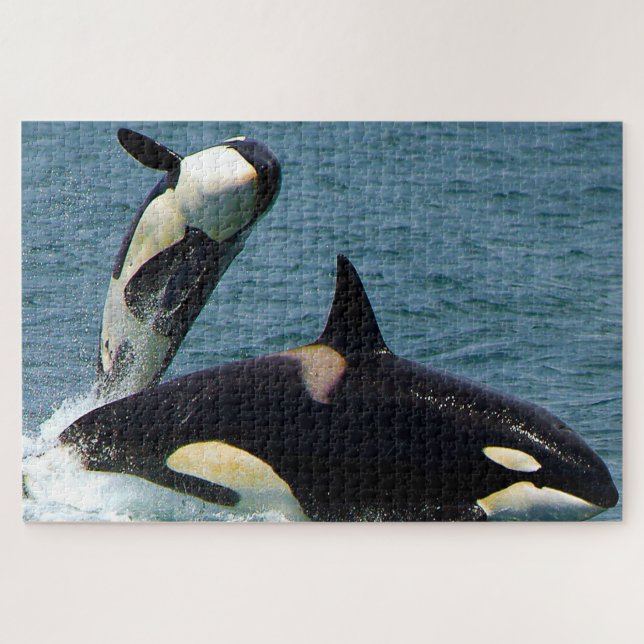 Puzzle Jigsaws Orcas o Ballenas Asesinas (Horizontal)