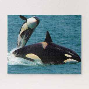 Puzzle Jigsaws Orcas o Ballenas Asesinas