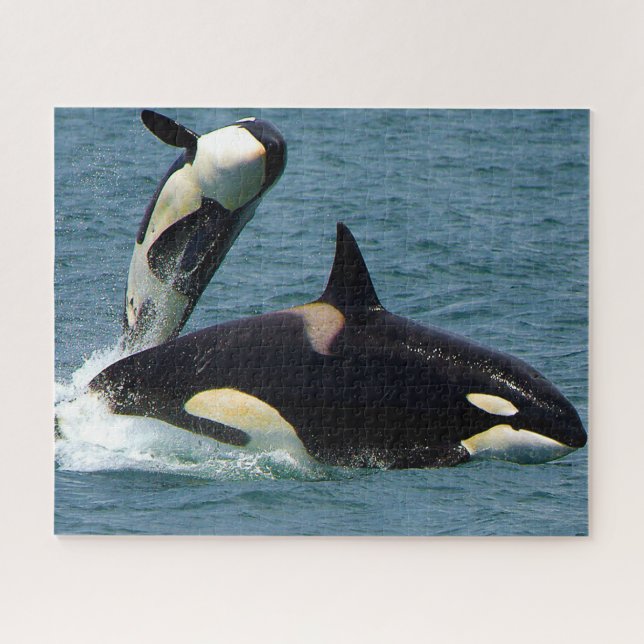 Puzzle Jigsaws Orcas o Ballenas Asesinas (Horizontal)