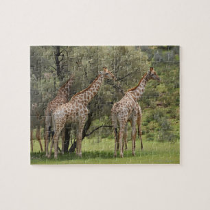 Puzzle Jirafa, camelopardalis del Giraffa, Kgalagadi 2
