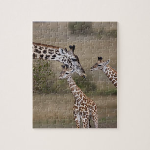 Puzzle Jirafa Masái (Giraffa tippelskirchi)