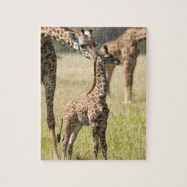 Puzzle jirafas Masai, Giraffa camelopardalis 2 (Vertical)
