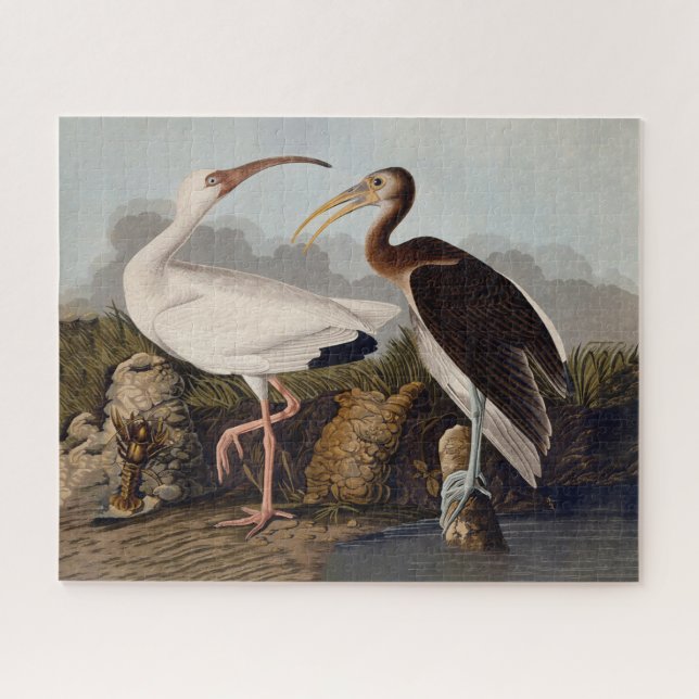 Puzzle John James Audubon White Ibis Bird Print Classic (Horizontal)