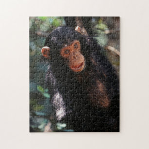 Puzzle Joven chimpancé