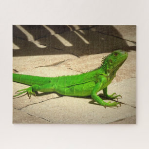Puzzle Joven Iguana Verde en Camino de Rock