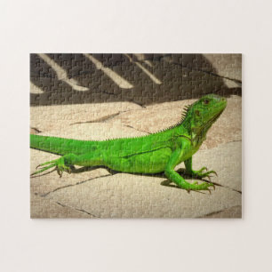 Puzzle Joven Iguana Verde en Camino de Rock