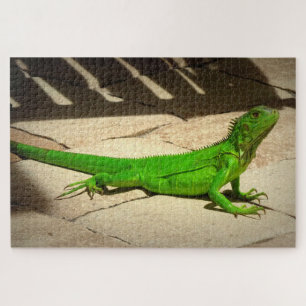 Puzzle Joven Iguana Verde en Camino de Rock