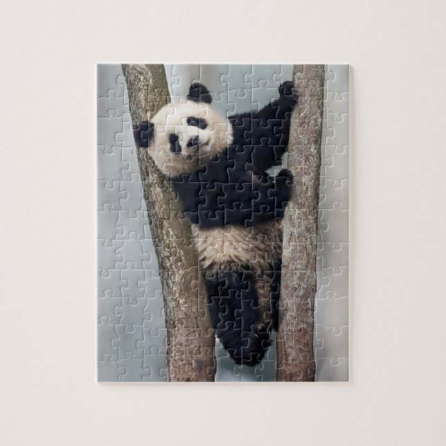 Puzzle Jóvenes pandas trepando un árbol, China (Vertical)