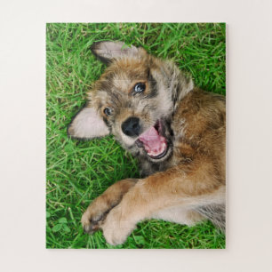 Puzzle Juego de cachorros de perro de risa Berger Picard