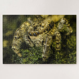 Puzzle Jumping spider on the moss photo